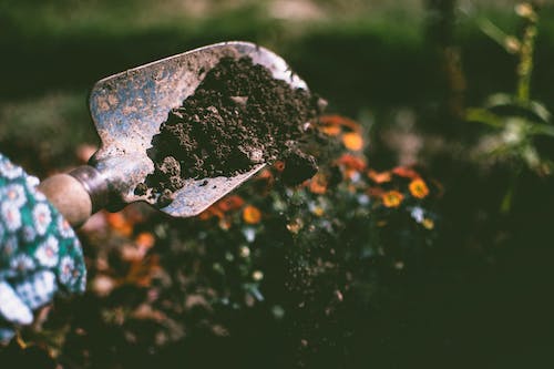 coffee grinds for gardening